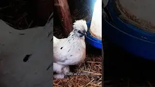 &ldquo;Phoenix & Minnie: The Fluffiest Chicken Couple on the Farm 🐔😂&rdquo; #backyardchickens #shorts