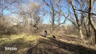 Bella - long line session in the field