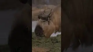 Szechuan Takin | Edmonton Valley Zoo #shorts