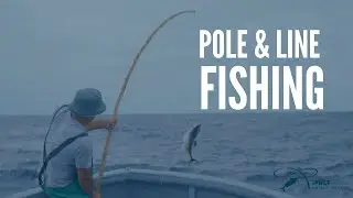 Dive into the World of Pole & Line Fishing!