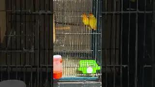 Orange head are most demanding pair @CaptiveLove #birds #lovebirdsfarming #followme #lovebirds