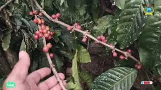 Coffee estet Live☕#freshcoffee  #trending #travelvlog #trendingvideo#hotcoffee 