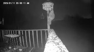 Archive Files of Birdbath Cam Compilation 20260112