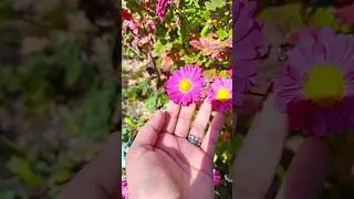 Nature's beauty is wild and free✨ #flower🌷 #naturelovers #vibecheck #trending.. love..! love..!❤️