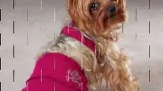 Dog Fashion Show