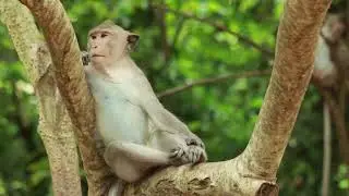 Alberto Sit Very Nice On Tree Watching For Food/MA-D.189