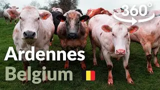 Beautiful Ardennes - Relaxing Walk - VR 360&deg; 5K Video Hike - Sainte-Ode, Ardennes, Belgium 🇧🇪