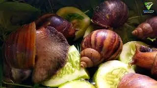 Africa Snails feeding foods with cucumbers in a container show #naturalinasia #snail #natural