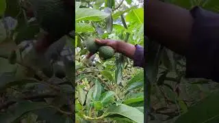 Hass Kenyan avocados #farm #harvest