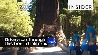 You can drive your car through this tree in California