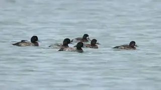 斑背潛鴨非繁殖羽 Greater Scaup in non-breeding plumage