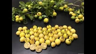 CAMBUÍ BRANCO ou PICHICHÉ( Psidium sartorianum )