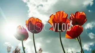Artist Name: Fruits of Life [MAXCEE MUSIC] (2020)