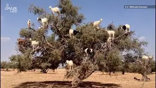 Watch Goats in Morocco Climb Trees Way Better Than You Can