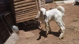 Two Baby Goats Fighting Cutely
