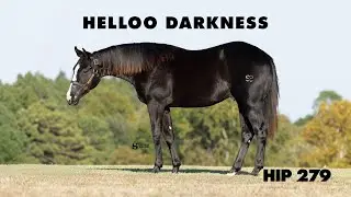 Helloo Darkness - Hip 279 NRHA Futurity Sale 2025