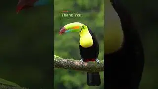 Rainforest Trust 2025 Recap #wildlife #conservation #rainforesttrust #rainforestconservation