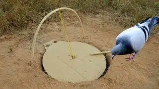 Easy Simple Bird Trap Using Paper And Deep Hole - Unique Bird Trap
