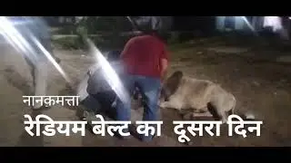 #gaurakshak #gaumata #viralvideo #viralshorts #trending #trendingshorts #updeshrana #monumanesar