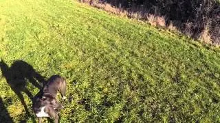 Bull-X Training Lure coursing a bolting rabbit
