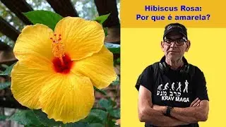 Hibiscus Rosa - Por que rosa, se ela tem v&aacute;rias cores?
