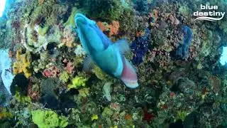 Kingston Spit dive site Rottnest Island