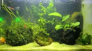 5 Gallon Freshwater Tank 
