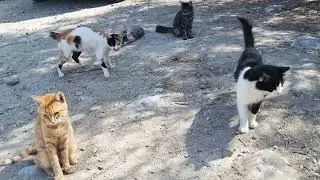 Stray cats in Cyprus, Paphos, animal rescue