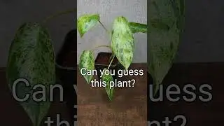 Can you guess this plant? 🌱