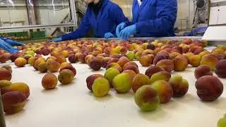 Norway Kersen en pruimen / Cherries / Plums grading