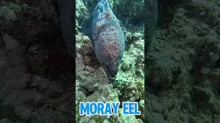 Top predators in the coral reef🪸#coral #coralreef #animals #facts #viralshort #fypage #shortsfeed