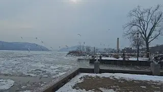 Lots of birds at the Newburgh NY waterfront ~ Not a quiet video 🦆