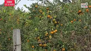 Orange Garden//DUYI KARBI //KOMBO TARSU 4 KM FROM AALO//interest 8414844320