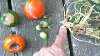 Above ground container vegetable garden using rainwater -- BLIGHT! -- Video #7