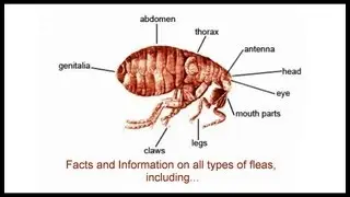 Flea Control ***