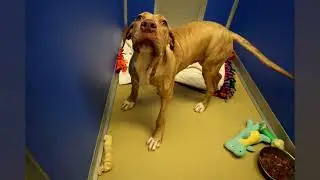 Zis is Zeus, Great Dane and five month old, already weighs 75 lb.. ￼￼ @ paws and claws.org