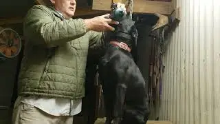 Force fetch. The start of ear pinch.