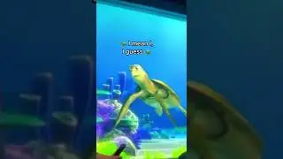 Turtle Talk With Crush | Do Turtles Really Breathe Out Of Their Butts?