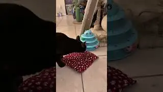 Last week Friday Catnip high day / Saturday cat day. #cat #shorts #love #viral #like #subscribe