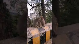 Exploring The Ayubia Bandar Point | Bander Gali Muree | #monkey #travel #shorts #explore #discover