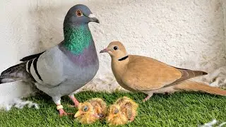 اتصدمت😯بتابع اليمام والحمام شوف لقيت ايه في الزغاليل😯
