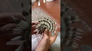 #Chocolate fan design #Chocolate #kumarsir #style #art #trustonallah #aartisingh #fyp)#fyp:&deg;viral