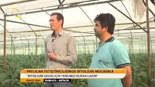 BAHÇE SERA - PATLICAN YETİŞTİRİCİLİĞİNDE BOMBUS ARILARI