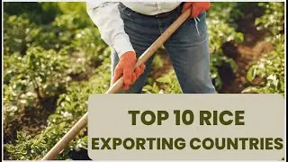Top 10 RICE Exporting Countries