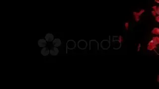 Rose Petals Transition - Alpha Masked 3D Animation. Stock Footage