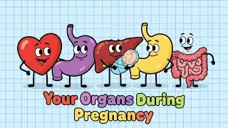 What Your Organs Go Through During Pregnancy (Hilarious Inside Look) | Inside Health