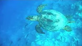 tortues de Kani 2010