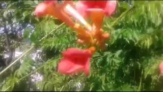 Inmultire pipa turcului