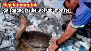 Mancing ikan gak sangka umpan di sambar labi labi berukuran monster 