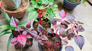 Best Time To Buy Iresine Plant | Full Guide